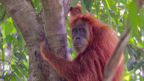 a female sumatran orangutan turns its head and looks at the camera in the rainforest of gunung leuser national park on sumatra, indonesia