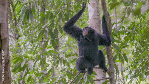 a wide shot of a sumartran siamang sitting on a branch in the rainforest of gunung leuser national park on sumatra, indonesia