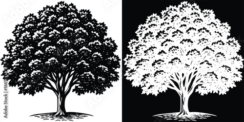 Stunning detailed silhouette of a mature leafy tree against a stark white and black background, perfect for nature designs.