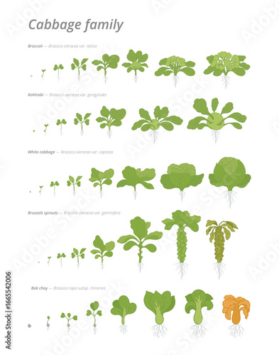 Growth stages of cabbage family plants in various developmental phases