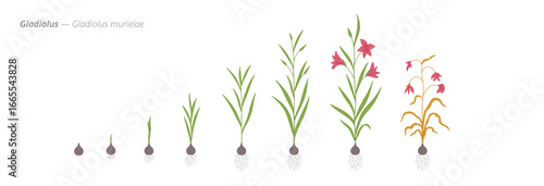 Stages of gladiolus flower plant development from seed to harvest