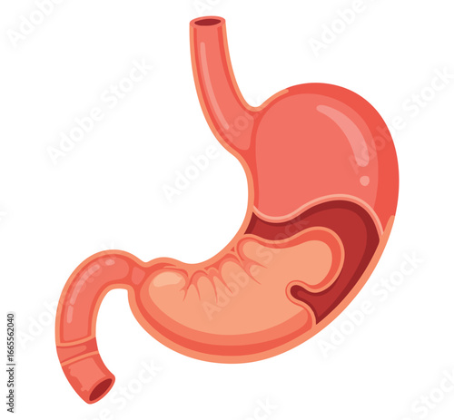 a simple anatomical illustration of a human stomach showing its internal folds