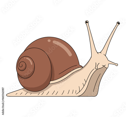 A side view of a simple snail with a brown swirled shell.