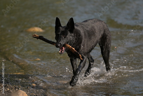 black dog walking on the river, nature, outdoors