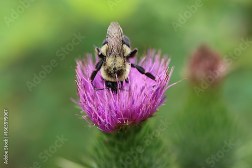A bumble bee enjoying a thistle flower