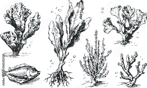 Various marine flora and fauna collection featuring seaweed and a fish