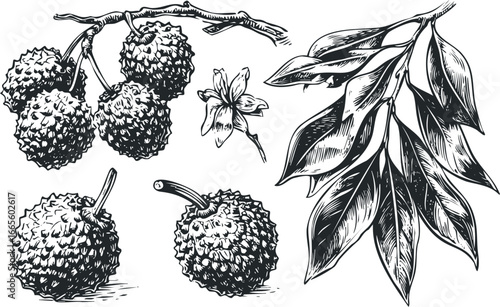 Sketch style cluster of fruits and branch with leaves