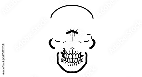 Halloween anatomical skull drawing detailed illustration of human skull skeletal structure medical art anatomical study vector
