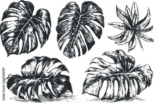 Monstera Leaves and Tropical Plant Illustration in Black and White Sketch
