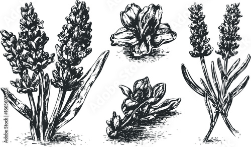 Woodcut Style Lavender Floral Elements Black and White