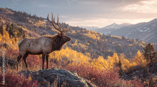 A Bull Elk Proudly Surveys The Autumn Mountains
