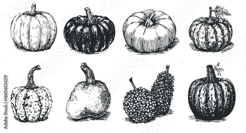 Collection of Various Pumpkins and Gourds in Vintage Sketch Style