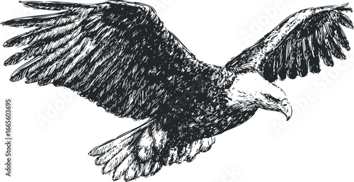 Hand drawn sketch of a soaring eagle with outstretched wings