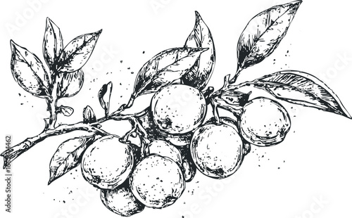 Sketch of ripe oranges with leaves on a branch