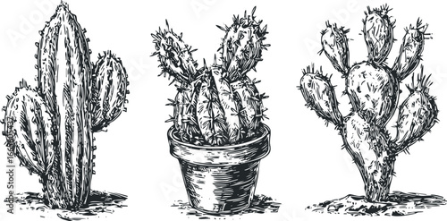 Three Hand Drawn Cacti in Different Poses and Styles