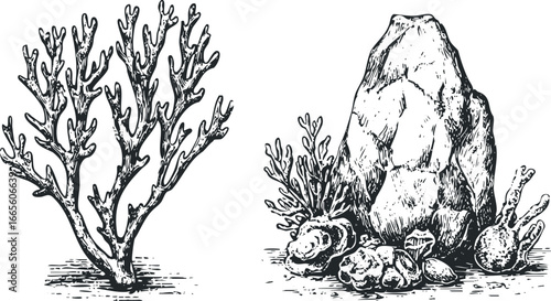 Black and white sketch of delicate branching coral and weathered rock formations