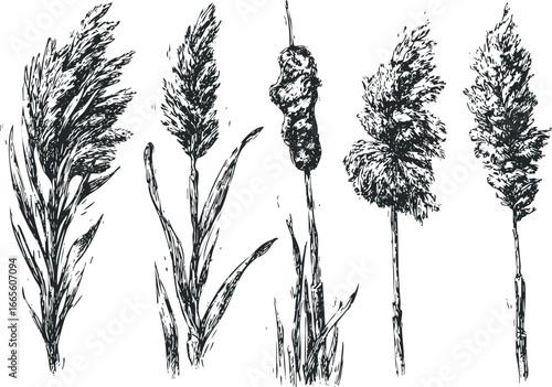 Black and white line drawings of various marsh plants and reeds