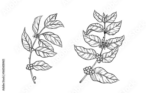 Hand drawn line art illustration of a coffee branch with leaves, flowers and beans