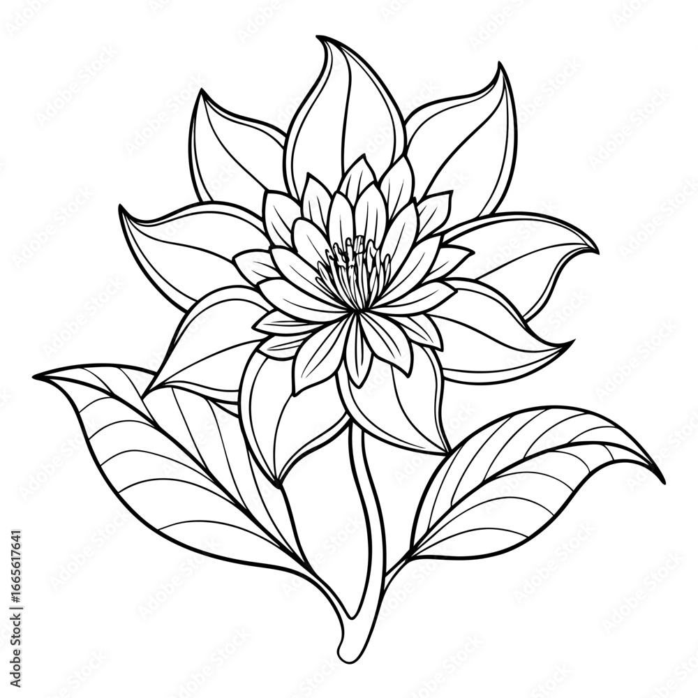 Fototapeta premium zigadenus fremontii line-art vector flower-on-white