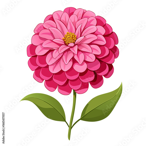  zinnia elegans pink double vector  on-white