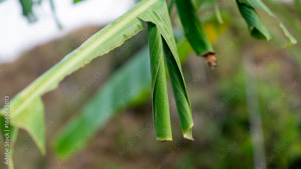 Obraz premium Rolled banana leaves on a tree, where Erionota thrax (banana skipper, palm redeye, ulat tuyung) caterpillars live and pupate.