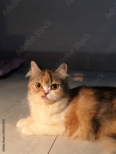 cat