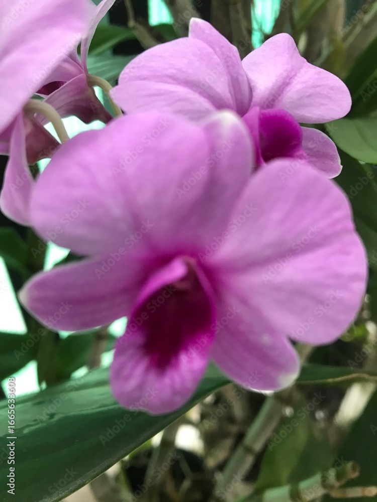 Naklejka premium pink and purple