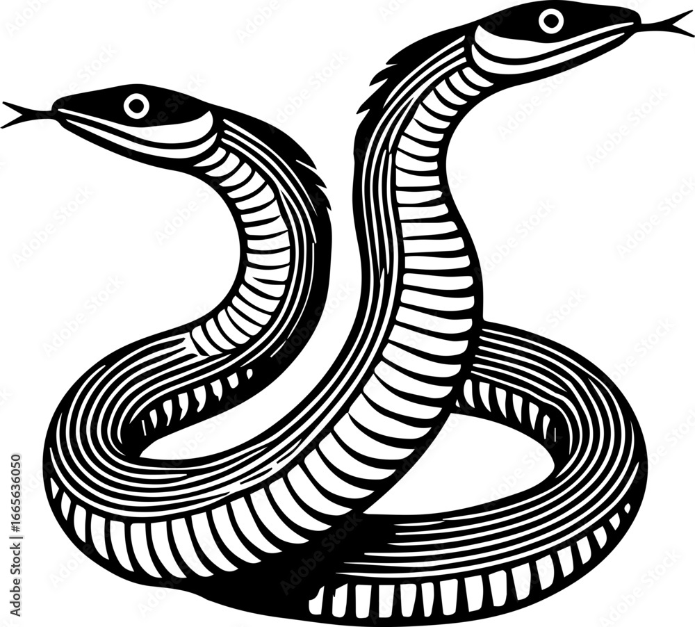 Fototapeta premium Illustration of a two headed snake coiled with its tongues out in a detailed black and white design