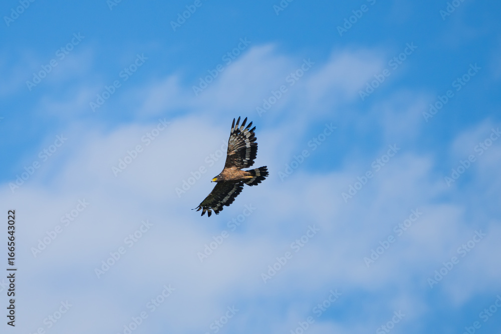 Fototapeta premium Crested Serpent-eagle (Spilornis cheela) soaring high in flight with broad wings spread wide. 