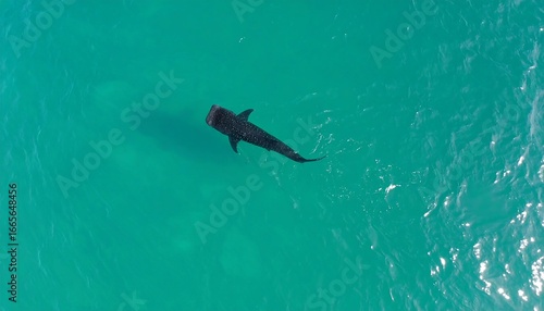 Shark in Turquoise Water.