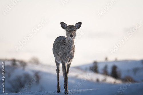deer in snow