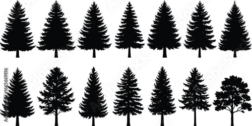 Various conifer and deciduous tree silhouettes in two rows, vector illustration for nature, forest, landscape, outdoor, and botanical design themes