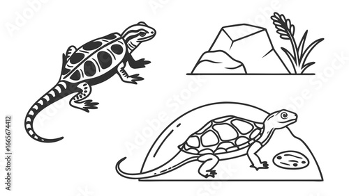 vector illustration of a turtle