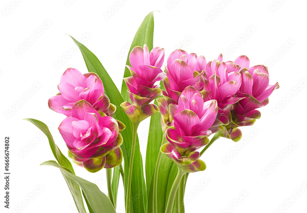 Fototapeta premium Siam tulip flower with leaves, Pink tropical flower isolated on white background with clipping path 