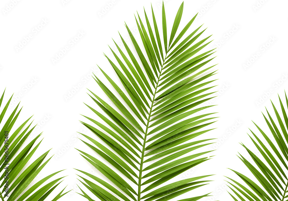 Obraz premium Tropical vibes with lush palm fronds, perfect for summer designs, exotic vacation promos, and refreshing botanical themes, bringing a touch of paradise