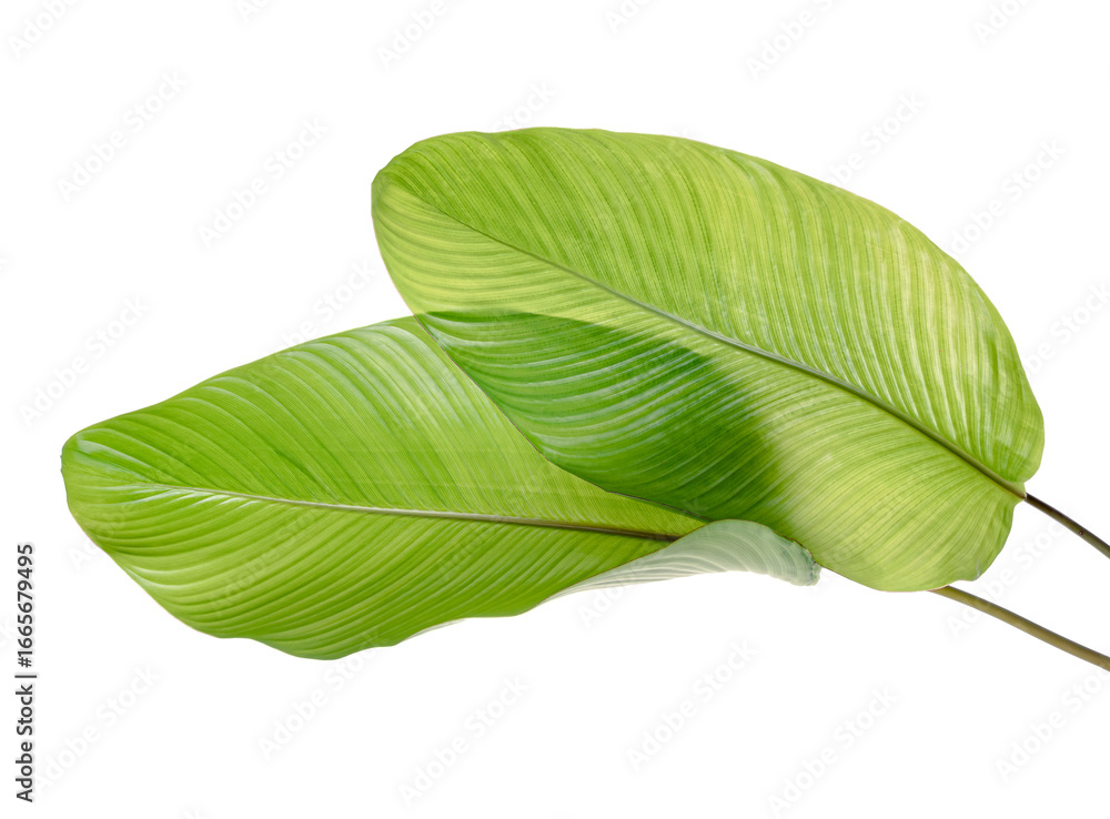 Obraz premium Calathea foliage, Exotic tropical leaf, Large green leaf, isolated on white background with clipping path
