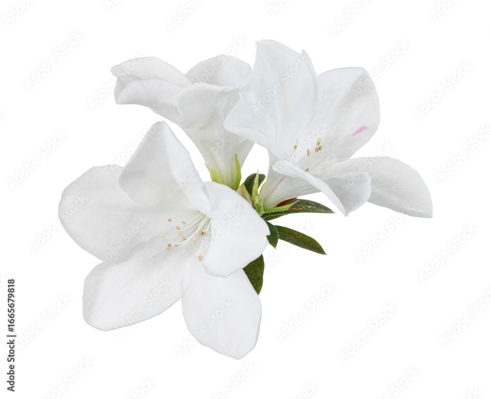 Obraz premium Azaleas flowers with leaves, White flowers isolated on white background with clipping path