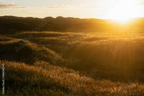 sunrise over the field