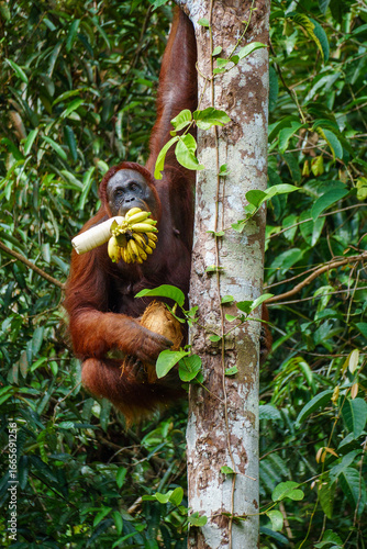 Orangutan with bottle of milk and banana. Semenggoh wildlife Kuching.