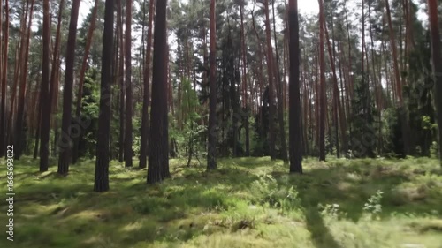 Wallpaper Mural Forest scene with tall trees and green grass Torontodigital.ca