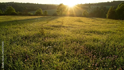 Sun rays shine on a field of grass and wildflowers with trees in the background