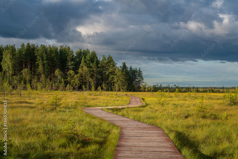 Obraz premium An ecological trail through the Sestroretskoye Boloto (Sestroretsk swamp) State Nature Reserve on a sunny summer day, Russia, St. Petersburg, Kurortny District, Beloostrov