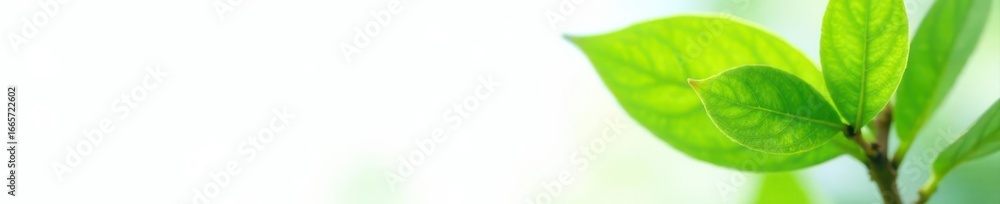 Obraz premium Close-up of a young tree, bright green leaves, pure white backdrop, spring, nature