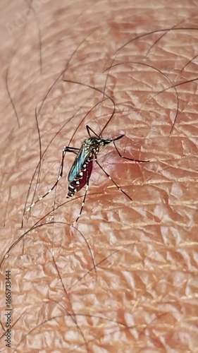 A mosquito is sucking blood from the arm of elderly man