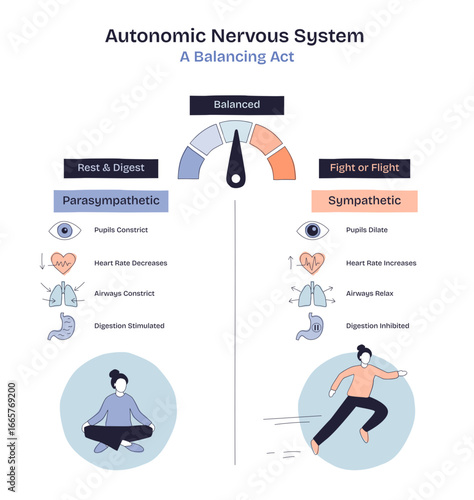 Autonomic nervous system balance is shown with a gauge, calm and active figures, and organ icons to illustrate rest vs, transparent background. stress. Doodle style diagram