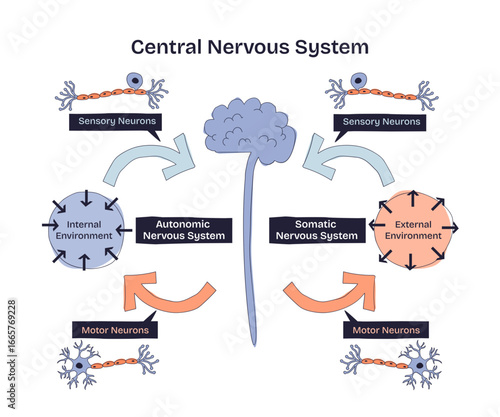 Central nervous system diagram shows brain, neurons, and pathways connecting sensory and motor functions in a doodle style diagram, transparent background. Doodle style diagram
