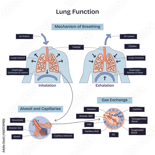 Lung function is illustrated with inhalation, exhalation, and gas exchange, highlighting lungs, alveoli, and capillaries, transparent background. Doodle style diagram