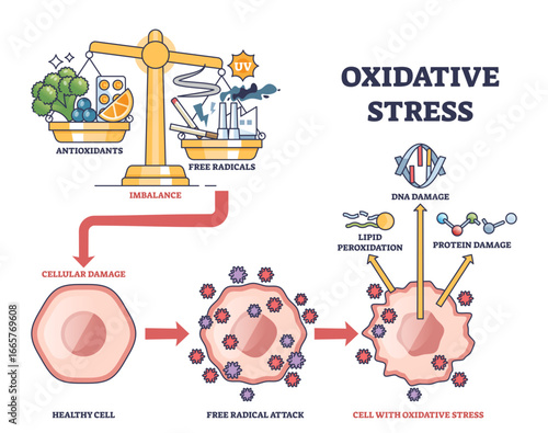 Oxidative stress shows imbalance between antioxidants and free radicals, leading to cellular damage, transparent background.Key objects, scale, cells, DNA.