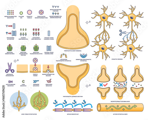 Synapse and neurotransmission visualizes neuron terminals, synaptic cleft, and neurotransmitter flow in a clear, educational outline, transparent background. Outline style collection