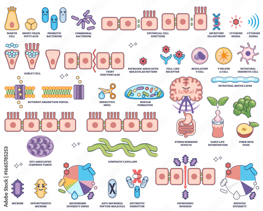 Fototapeta premium Human microbiome worksheet collection shows gut bacteria, epithelial cells, and immune functions in an educational outline style, transparent background. Outline style collection